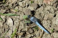 Orthetrum brunneum