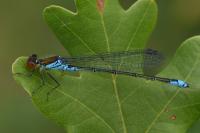 Erythromma viridulum