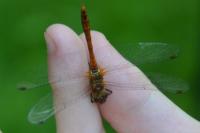 Sympetrum sanguineum