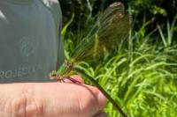 Calopteryx virgo