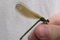 Calopteryx virgo