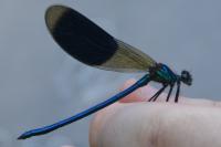 Calopteryx splendens
