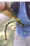 Calopteryx splendens