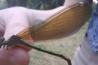 Calopteryx splendens