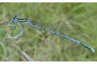 Platycnemis pennipes