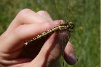 Orthetrum albistylum