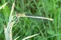 Platycnemis pennipes