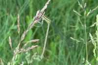 Platycnemis pennipes