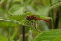 Sympetrum sanguineum