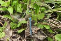 Anax imperator
