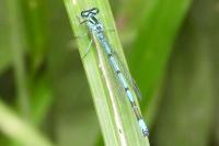 Coenagrion puella