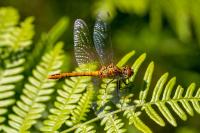 Sympetrum sanguineum