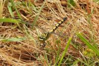 Onychogomphus forcipatus