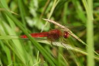 Crocothemis erythraea