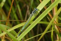 Platycnemis pennipes