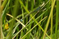Ischnura elegans
