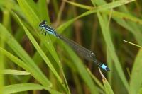 Ischnura elegans