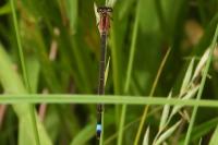 Ischnura elegans