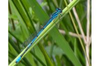 Coenagrion puella