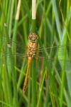 Sympetrum sanguineum
