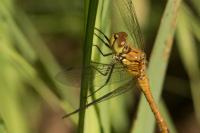 Sympetrum sanguineum