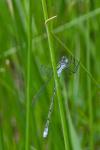 Lestes sponsa