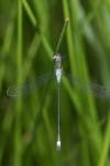 Lestes sponsa