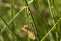 Lestes barbarus