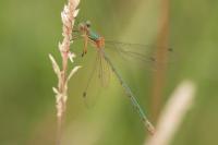 Lestes virens
