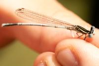 Platycnemis pennipes