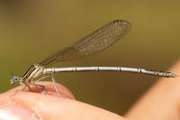 Platycnemis pennipes