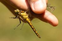 Orthetrum cancellatum