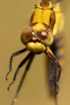 Orthetrum cancellatum