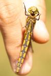 Orthetrum cancellatum