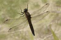 Orthetrum cancellatum