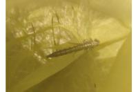 Orthetrum cancellatum