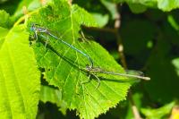 Platycnemis pennipes