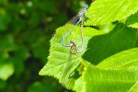Platycnemis pennipes