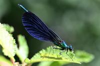 Calopteryx virgo