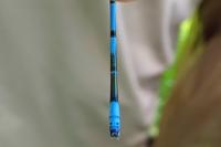 Coenagrion puella