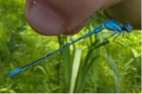 Coenagrion puella