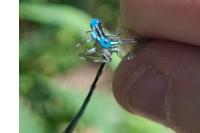 Platycnemis pennipes