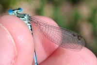Platycnemis pennipes