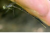 Coenagrion puella