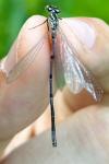 Coenagrion puella