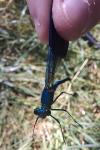 Calopteryx splendens