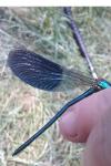 Calopteryx splendens