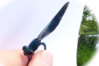 Calopteryx splendens