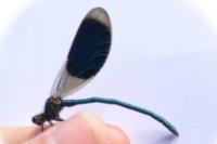 Calopteryx splendens