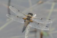 Libellula quadrimaculata
